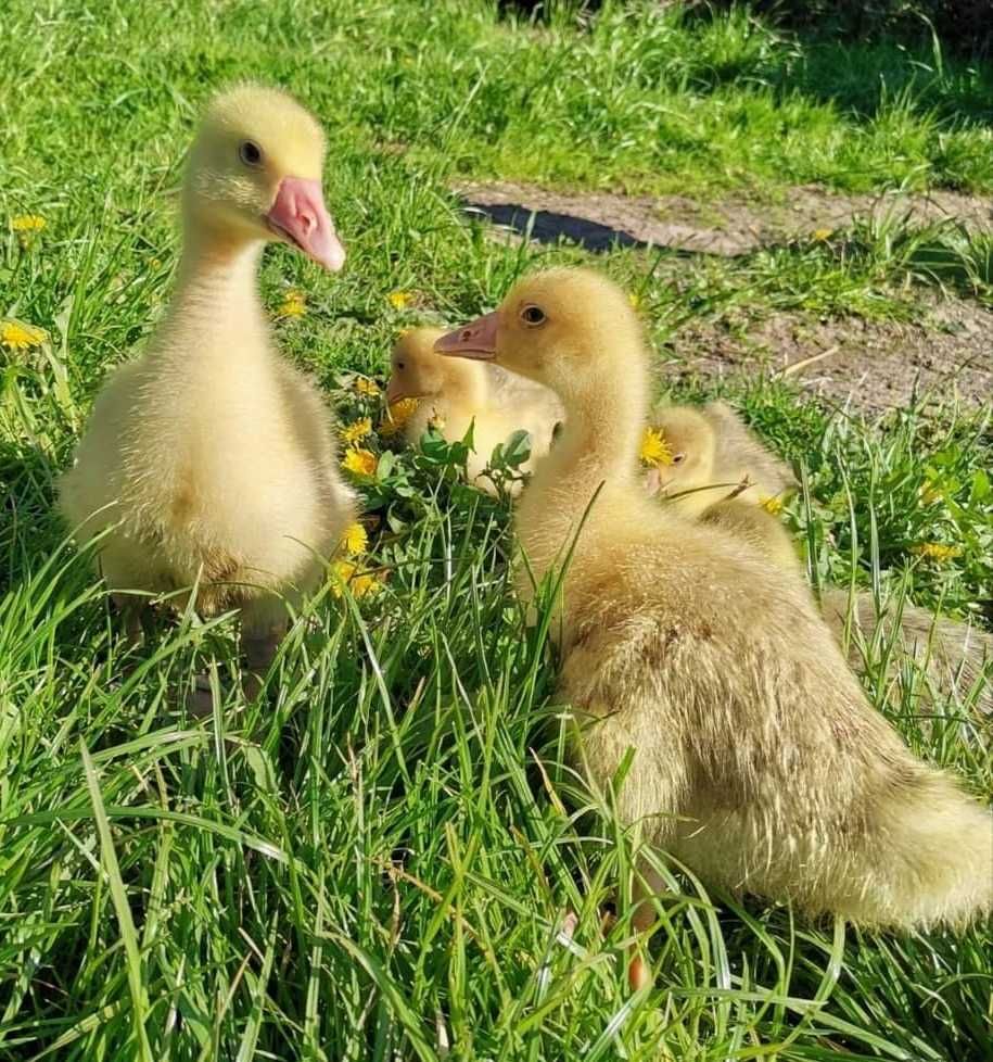 brojler czerwony i biay / gołoszyjka/ kaczki mix / gęś / pisklaki