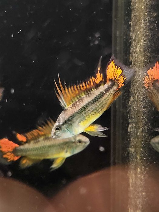 Pielegnica Kakadu /SKLEP SKALAR