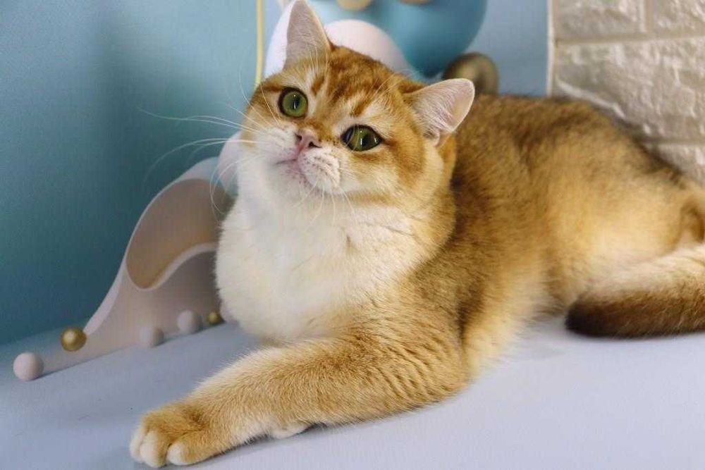 Очень красивый и яркий золотой парнишка с зелёными глазками