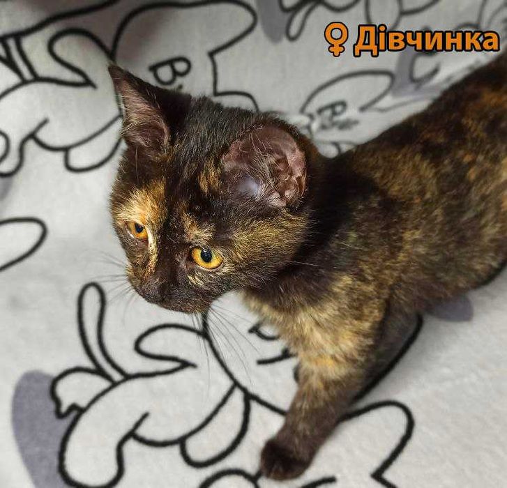 Кошенята, 3 на вибір (пухнасті і пухаті)