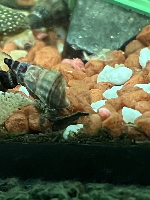 Slimaki Brotia herculea