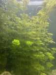 Plantas de aquario, caracois e buzios
