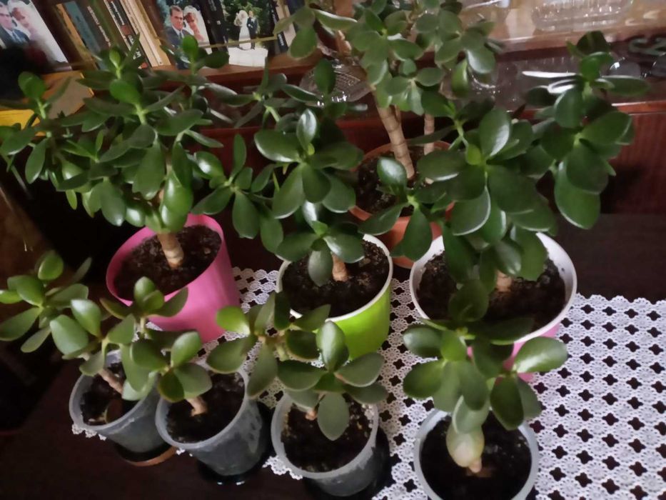 Комнатные растения Крассула \денежное дерево.