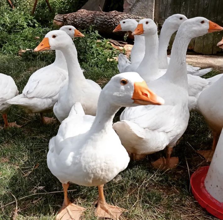 Gęsi tegoroczne ekologiczne
