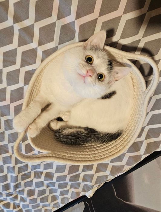 Кітті хоче стати домашньою