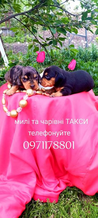 Такси це інтелігентна порода собак