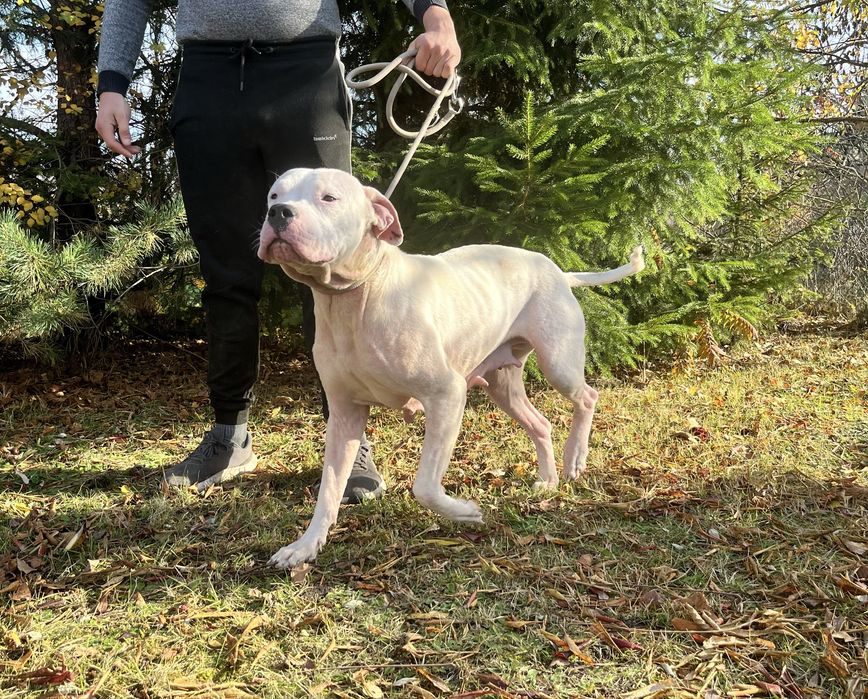 Dog Argentyński suczka szuka nowego domu