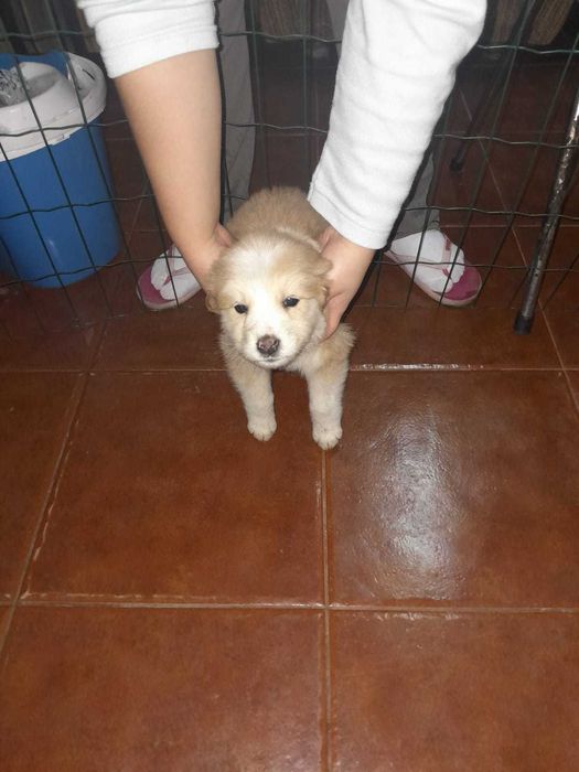Adoção urgente - abandonados na rua