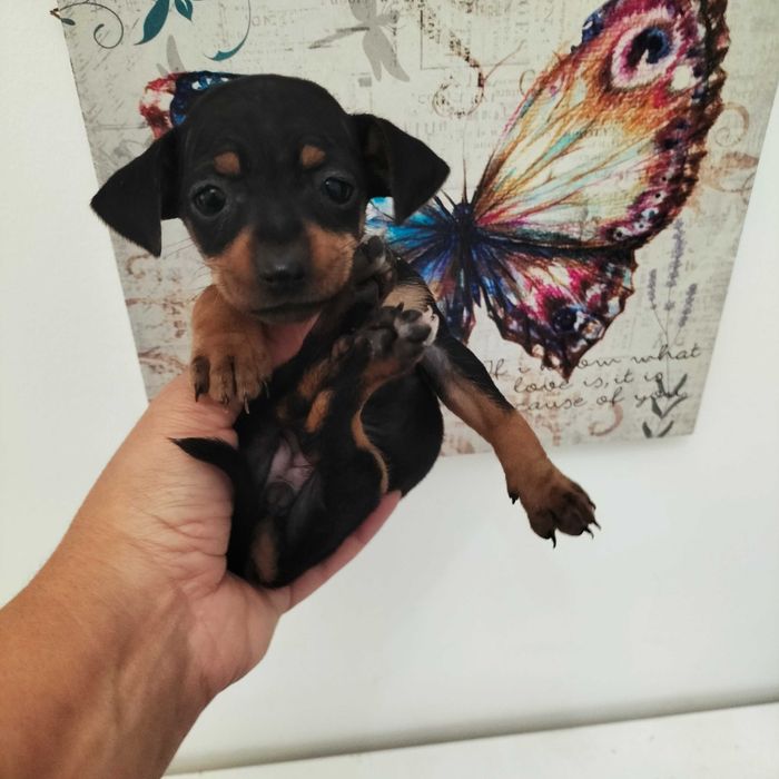 Pinscher fêmea top