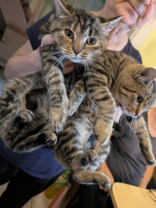 Doris Kotka 6 miesięczna do adopcji