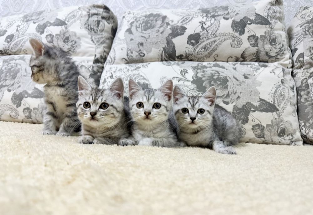 Выбирайте малыша !