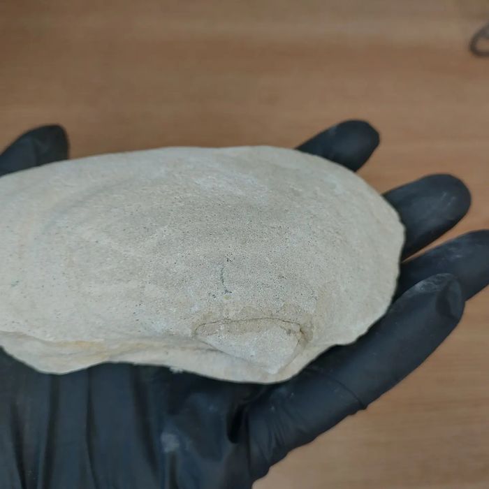 Скам'янілі молюски Panopea