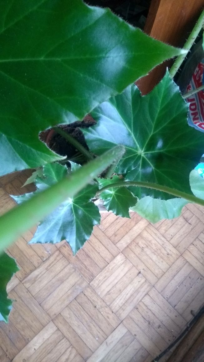 Begonia rącznikolistna i geranium
