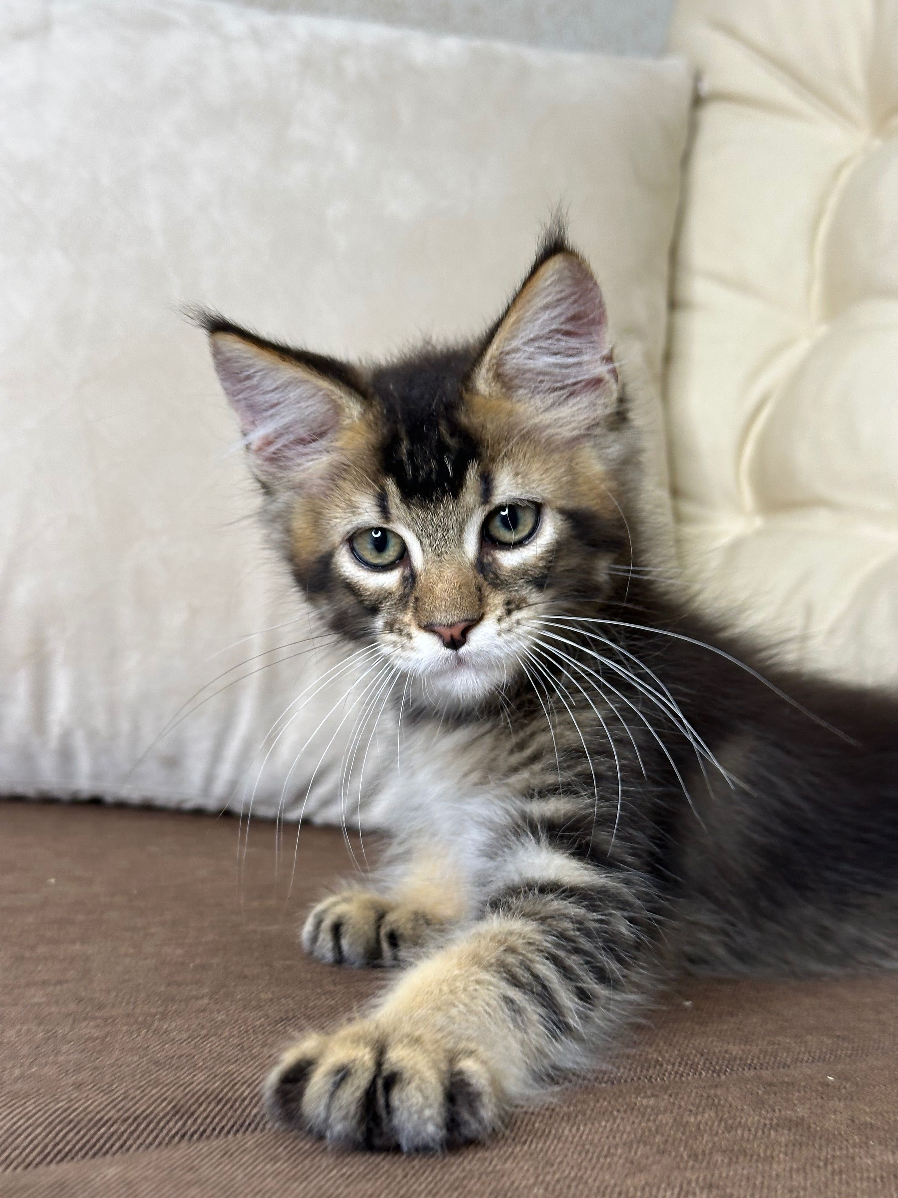 Daniel-Kocurek Maine Coon