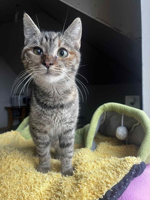 Fela kotka do adopcji