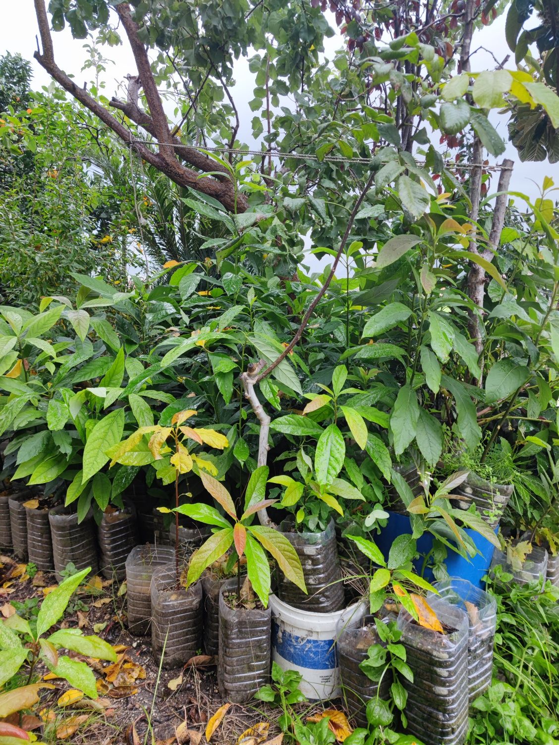Árvore Abacate 70cm a 1,2mt