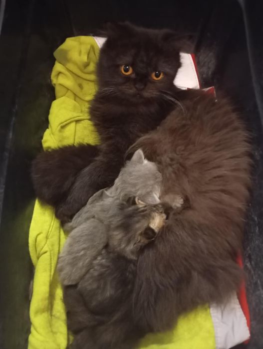 Menino persa blue tpop