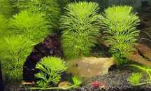 Limnophila sessiliflora – (Pack 4 ou 8 pés)