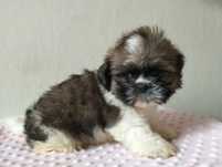 Przepiękna suczka shih tzu mini