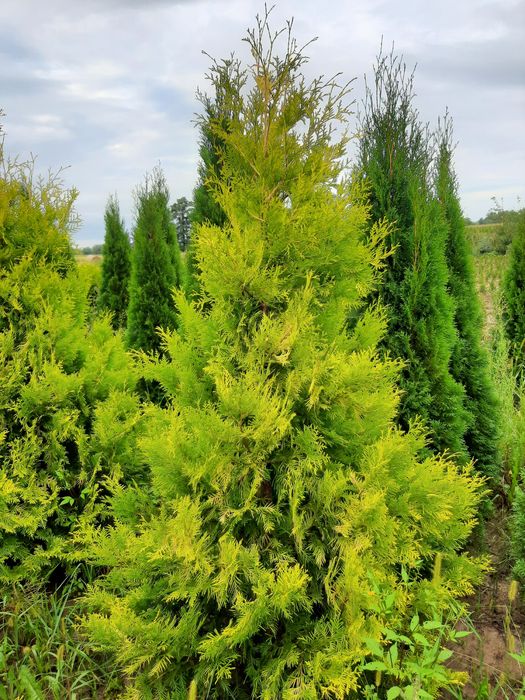 Tuja thuja Europa Gold,Gold globe, Columna