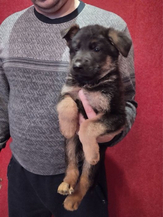 Продам цуценят Німецької вівчарки