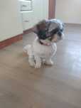 Suczka rasy Shih TZU tricolor