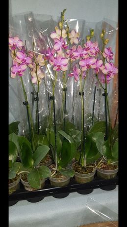 Орхидея Pulcherima с цветоносом