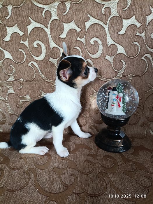 Девочка триколор