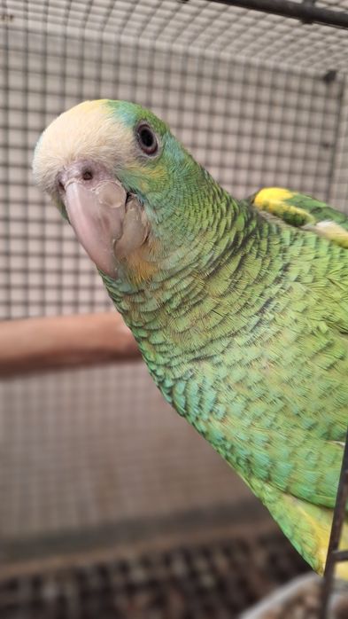 Amazona Barbadensis