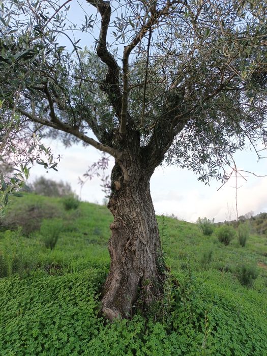 Compro e vendo todo tipo de oliveiras e outras arvores para transplar
