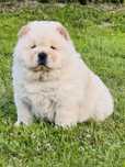 Chow chow suczka