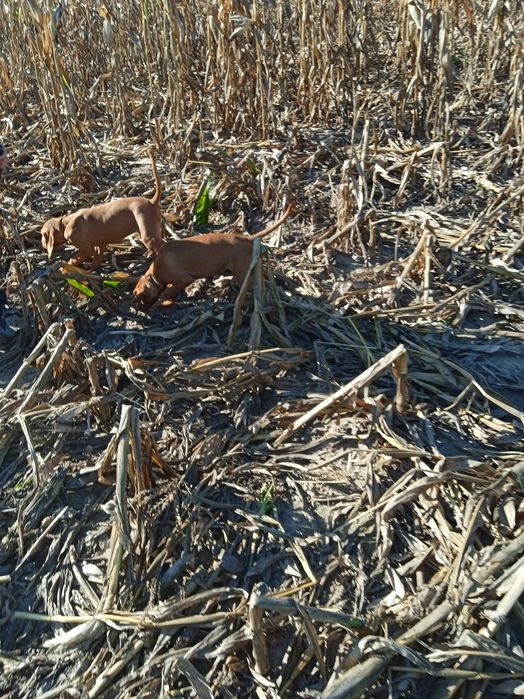 Piesek 4-miesięczny Wyżeł Węgierski krótkowłosy