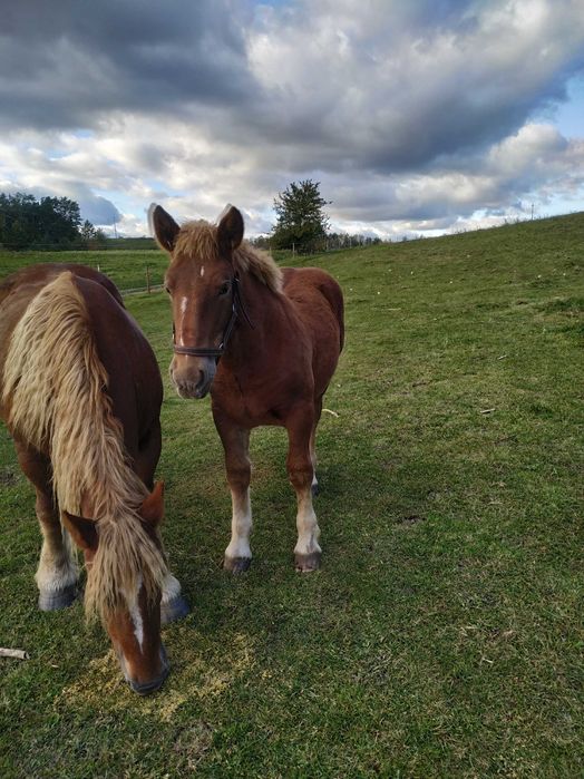 Sprzedam Ogierka sokólskiego
