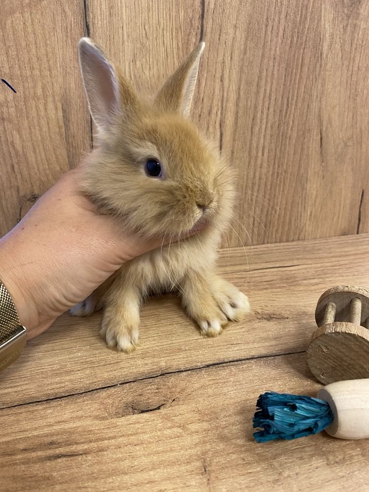 Królik miniaturka rudy brązowy jak teddy zooanimals