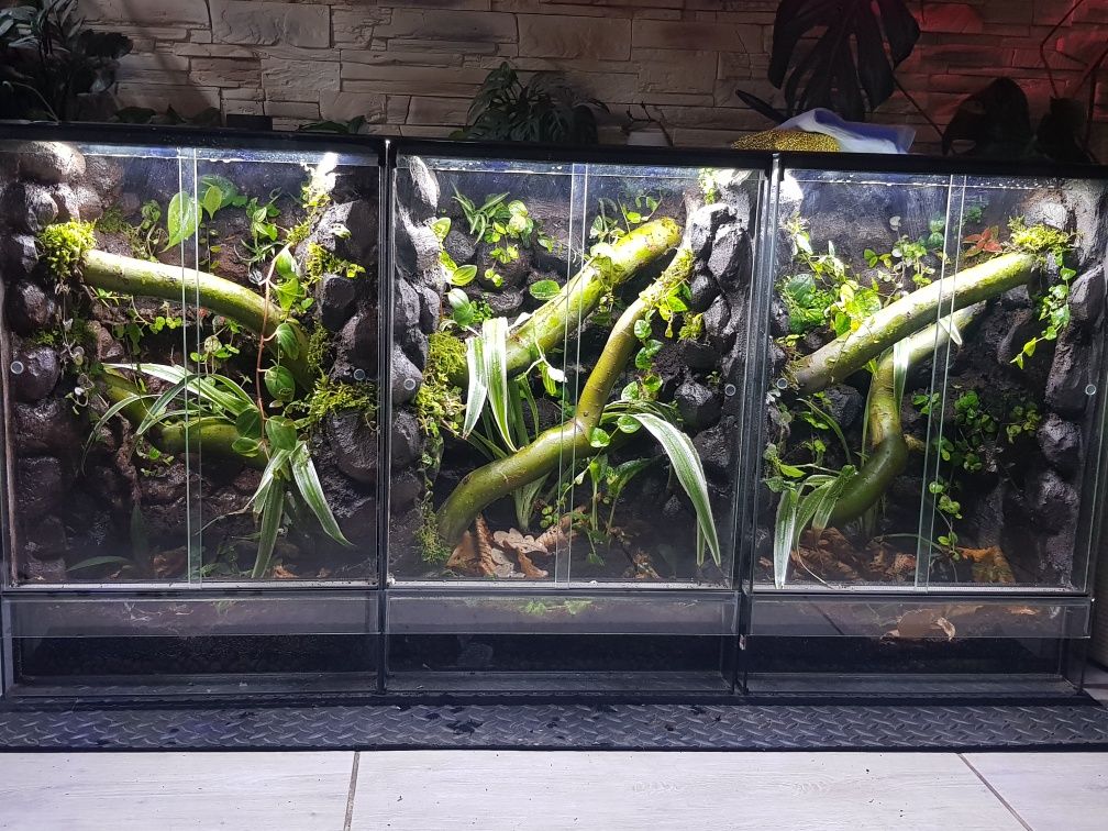 Terrarium tropikalne paludarium vivarium