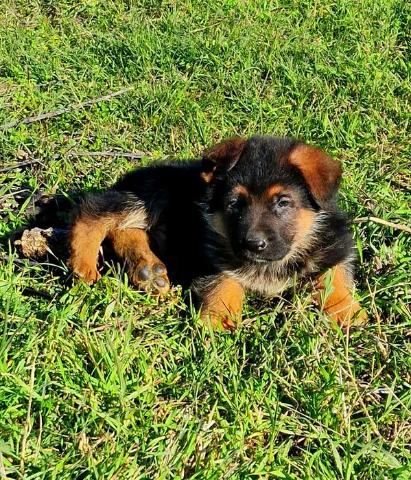 Pastor Alemão de excelência