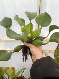 Эйхорния водяной гиацинт (водный гиацинт) прудовое растение