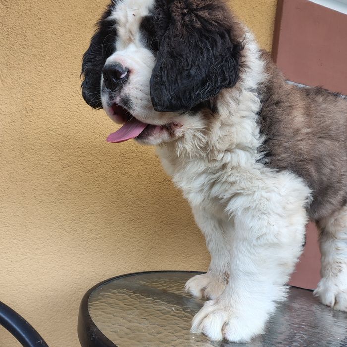 Bernardyn piesek długowłosy