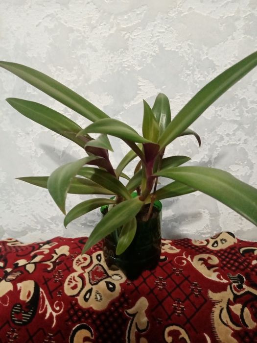 Цветок Рео комнатный и другие цветы