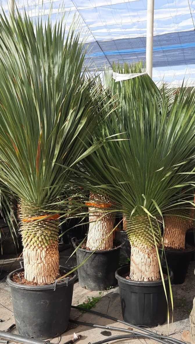 Juka niebieska ,Yucca rostrata, mrozoodporna -20