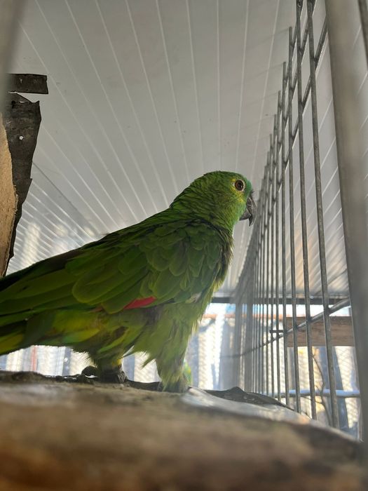 Tenho para cedência casal de aestiva