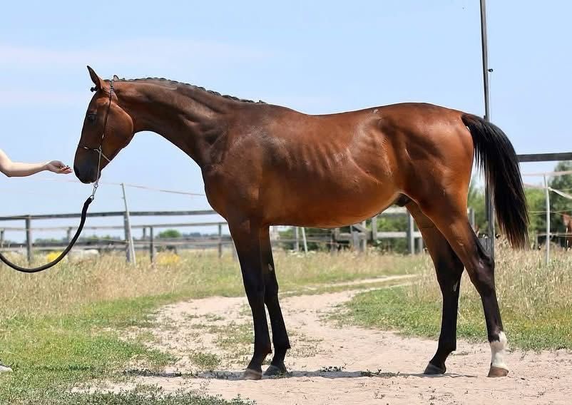 Українська верхова, жеребець в спорт