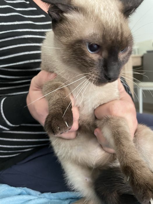 Adoção responsavel