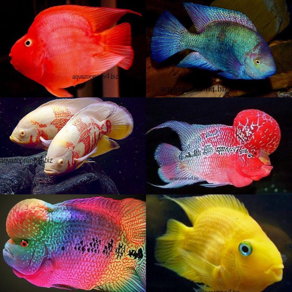 Цихлазома Элиота Thorichthys Maculipinnis Аквариумные Рыбки Цихлиды