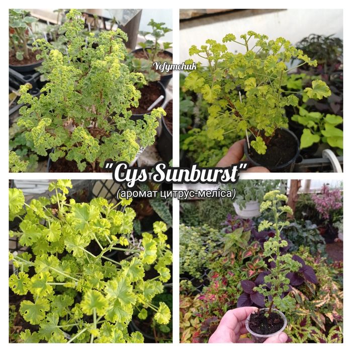 Пеларгонія великий вибір