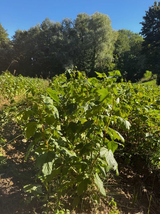 Sprzedam Sadzonki porzeczki czarnej