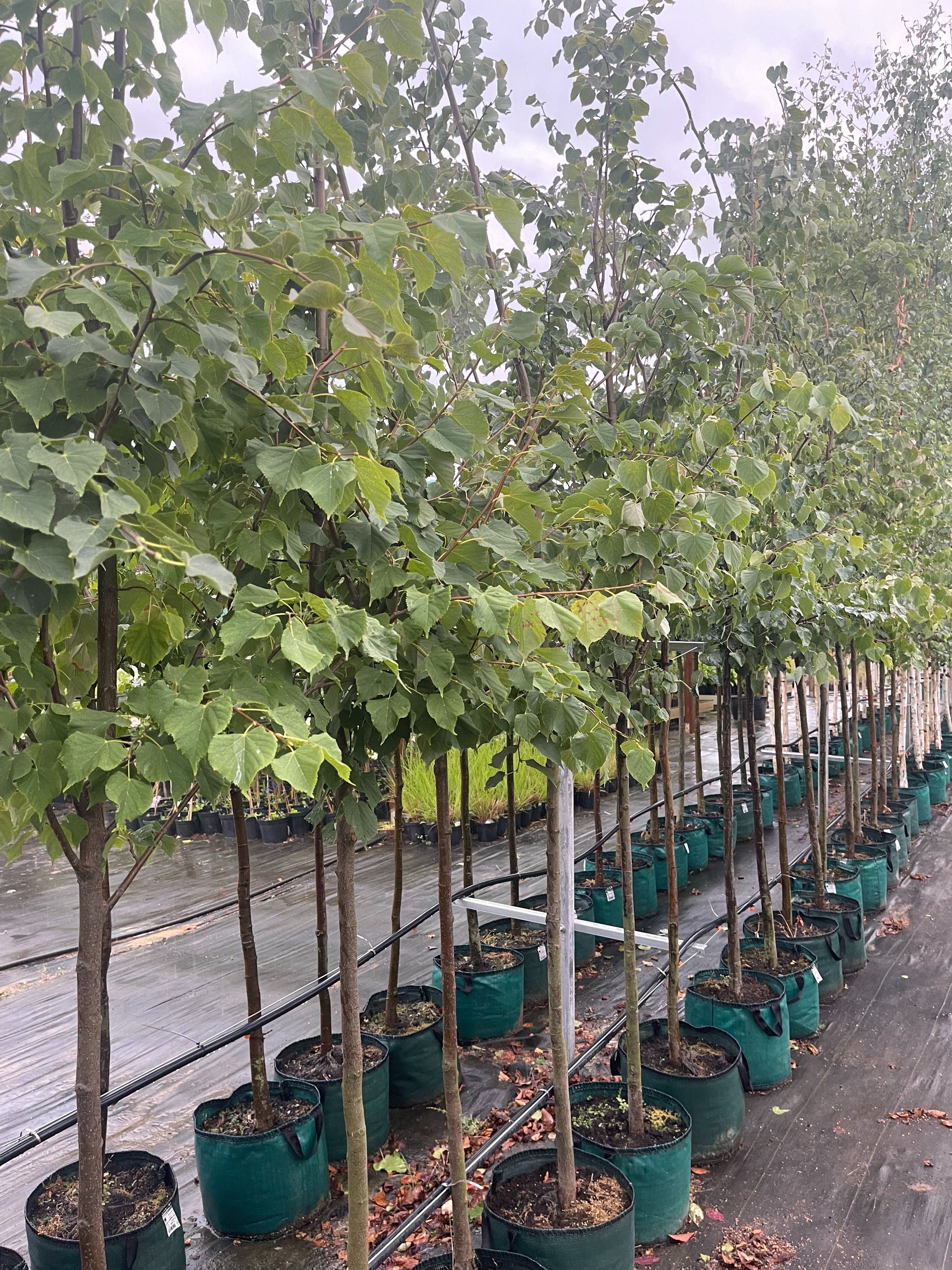 LIPA Drobnolistna w Donicy 2,5-3 m wysokość Obwód pnia 12-14 cm 290 zł