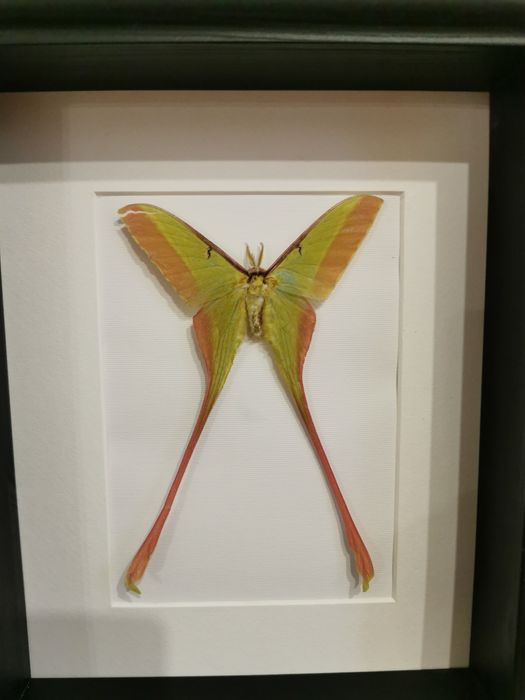 Actias dubernardi real