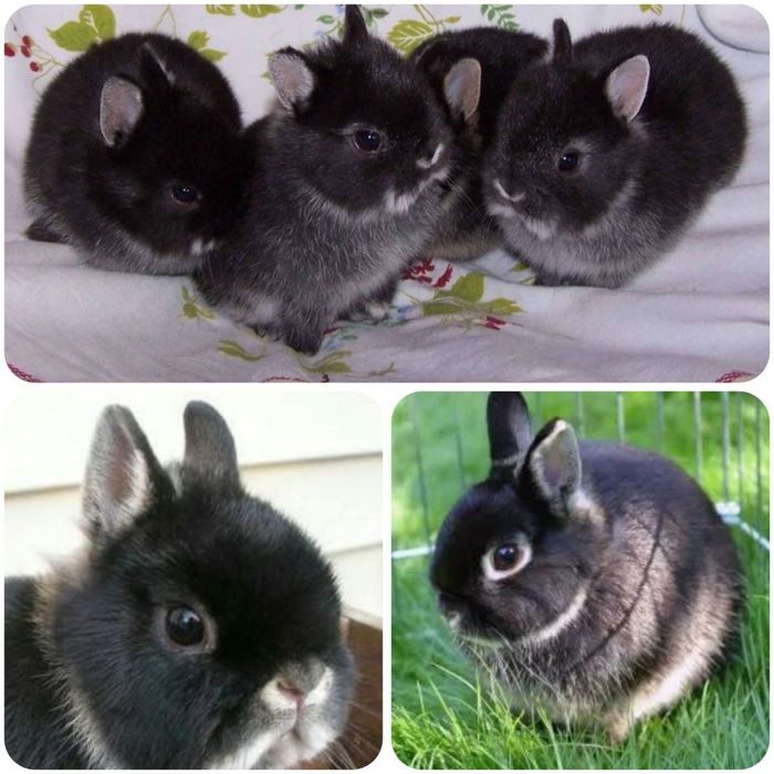 Карликовые мини кролики міні lion lop кролик баранчик вислоухий вислоу