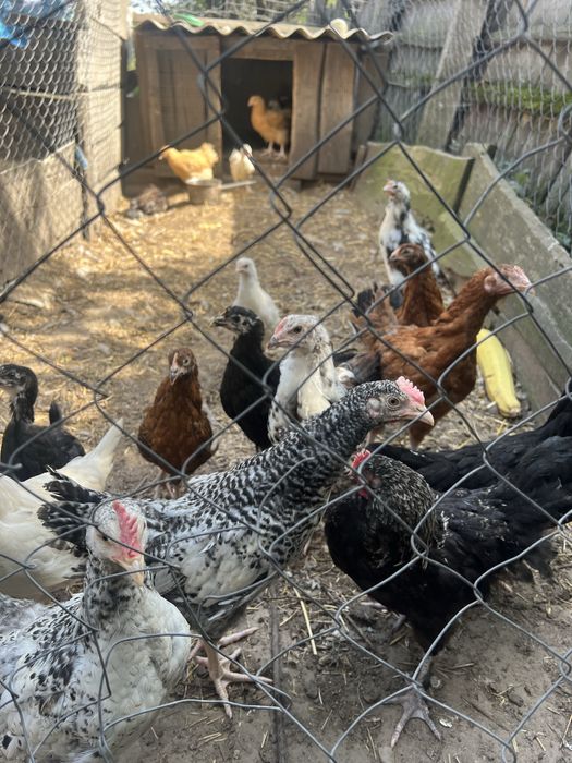 Підрощені курчата